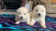 Puppies for sale , samoyed puppies - Slovakia, Dunajska Streda