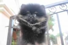 Puppies for sale pomeranian spitz - Germany, Brandenburg