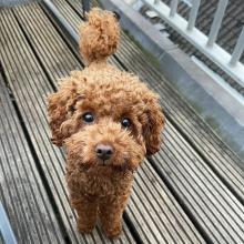 Puppies for sale toy-poodle - Italy, Tivoli