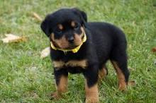 Puppies for sale rottweiler - Poland, 