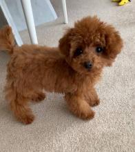 Puppies for sale poodle - Luxembourg, Luxembourg