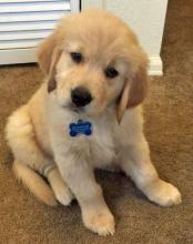 Puppies for sale golden retriever - Estonia, Tartu