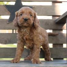 Puppies for sale , cockapoo - Czech Republic, Gottwald