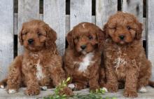 Puppies for sale , cavapoo - Italy, Salerno