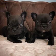 Puppies for sale french bulldog - Finland, 