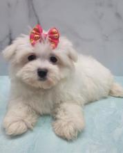 Puppies for sale maltese - Ireland, BELFAST