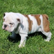 Puppies for sale english bulldog - Poland, Grudenets