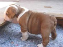 Puppies for sale english bulldog - Austria, Linz