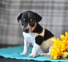 Puppies for sale jack russell terrier - Kazakhstan, Petropavlovsk