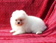 Puppies for sale , pomeranian  - Lithuania, Zarasai