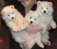 Puppies for sale samoyed dog (samoyed) - France, Vien