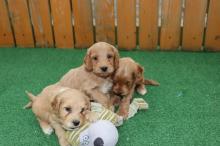 Puppies for sale , cockapoo - Greece, Patra