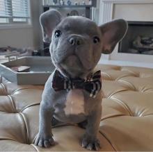 Puppies for sale french bulldog - Spain, , madrid