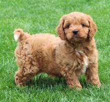 Puppies for sale , cavapoo - Italy, Tivoli