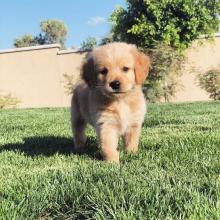 Puppies for sale golden retriever - Italy, Rome