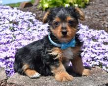 Puppies for sale yorkshire terrier - Italy, Rome