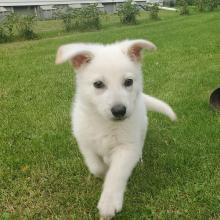 Puppies for sale german shepherd dog - France, On