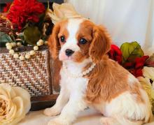 Puppies for sale king charles spaniel - Lithuania, Kayschyadoris