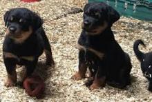 Puppies for sale rottweiler - Czech Republic, Prague