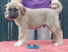 Puppies for sale anatolian shepherd dog - Portugal, Lisbon