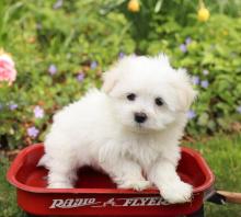 Puppies for sale maltese - Finland, Oulu