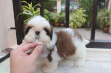 Puppies for sale shih tzu - Greece, Patra