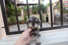 Puppies for sale , mini schnauzer - Austria, Vienna