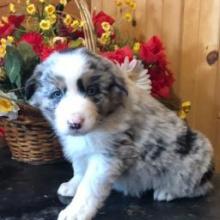 Puppies for sale australian shepherd - Canada, British Columbia