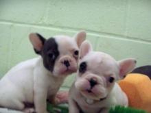 Puppies for sale french bulldog - Austria, Linz