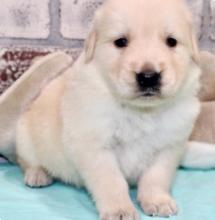 Puppies for sale golden retriever - Germany, Aihvald