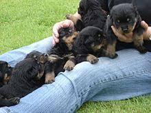 Puppies for sale rottweiler - Kyrgyzstan, 