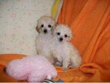 Puppies for sale poodle - Austria, Linz