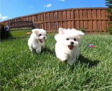 Puppies for sale maltese - Denmark, Odense