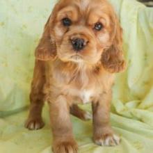 Puppies for sale cocker spaniel - Belarus, Gomel