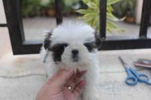Puppies for sale shih tzu - Cyprus, Limassol
