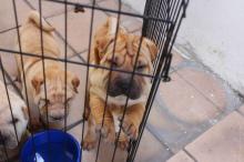 Puppies for sale shar pei - Cyprus, Nicosia