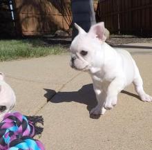 Puppies for sale french bulldog - Moldova, 