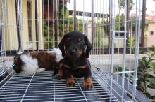 Puppies for sale dachshund - Luxembourg, Luxembourg