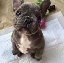 Puppies for sale french bulldog - Italy, , Milan