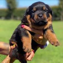 Puppies for sale , pomeranian  - Malta, Valletta