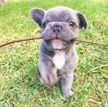 Puppies for sale french bulldog - Cyprus, , Nicosia