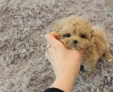 Puppies for sale other breed, maltipoo  - Russia, Astrakhan