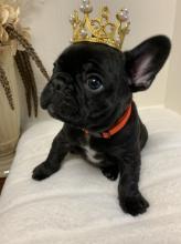 Puppies for sale french bulldog - USA, Washington. Price 900 $