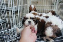 Puppies for sale shih tzu - Austria, Graz