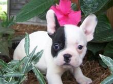 Puppies for sale french bulldog - Austria, Linz