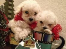 Puppies for sale poodle - Austria, Linz