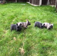 Puppies for sale french bulldog - Ukraine, 