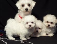 Puppies for sale maltese - Spain, Alicante