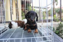 Puppies for sale dachshund - Austria, Vienna