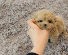 Puppies for sale , maltipoo  - Cyprus, Limassol